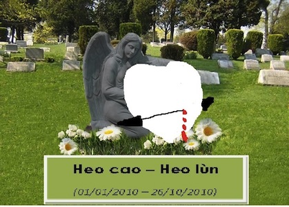 heocao heo