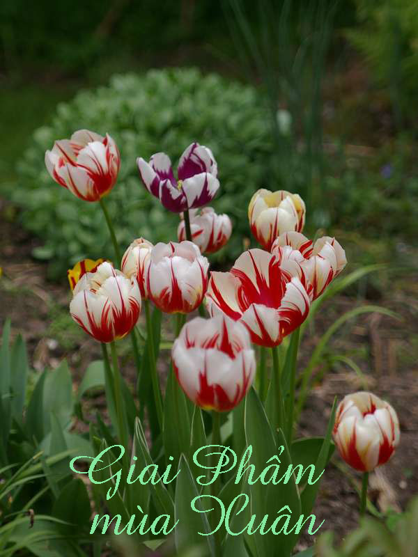 giaiPham