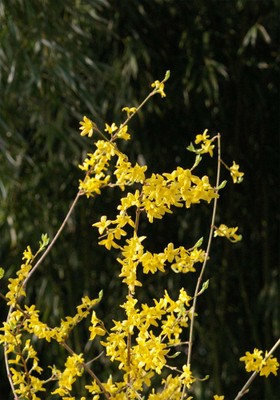 Hoa liên kiều (forsythia)