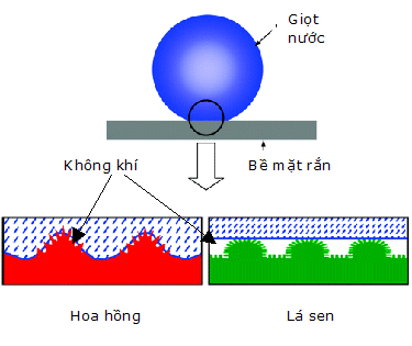 la-hong